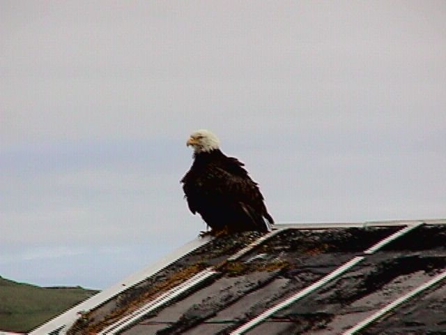 A rather mangy bald eagle at Andrew Lake